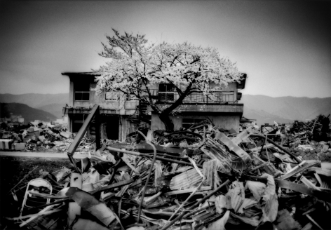 James Whitlow Delano, Black Tsunami, Sakura cherry blossoms have opened on a tree that seems to rise right out of the rubble. Ofunato, Iwate Prefecture, Japan, 2011, Sous Les Etoiles Gallery