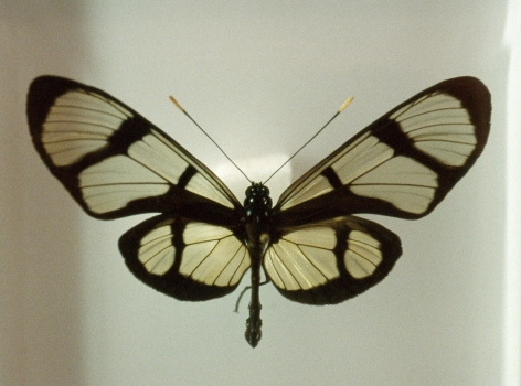 Susanne Wellm, Danish artist,  Butterfly, Copenhagen, Sous Les Etoiles Gallery, New York