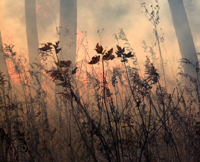 Jane Fulton Alt, fire, landscape, burning